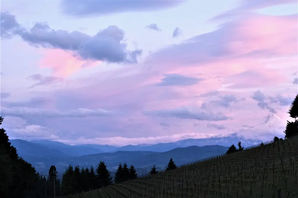 Loop de Loop wines - 1