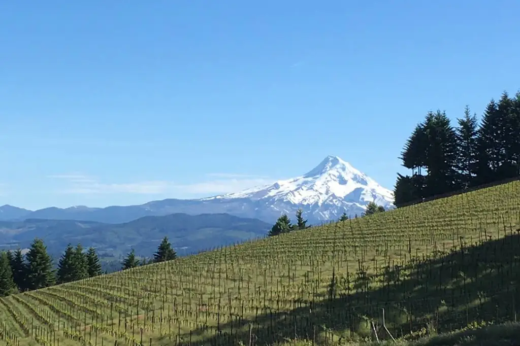 Loop de Loop wines - 2