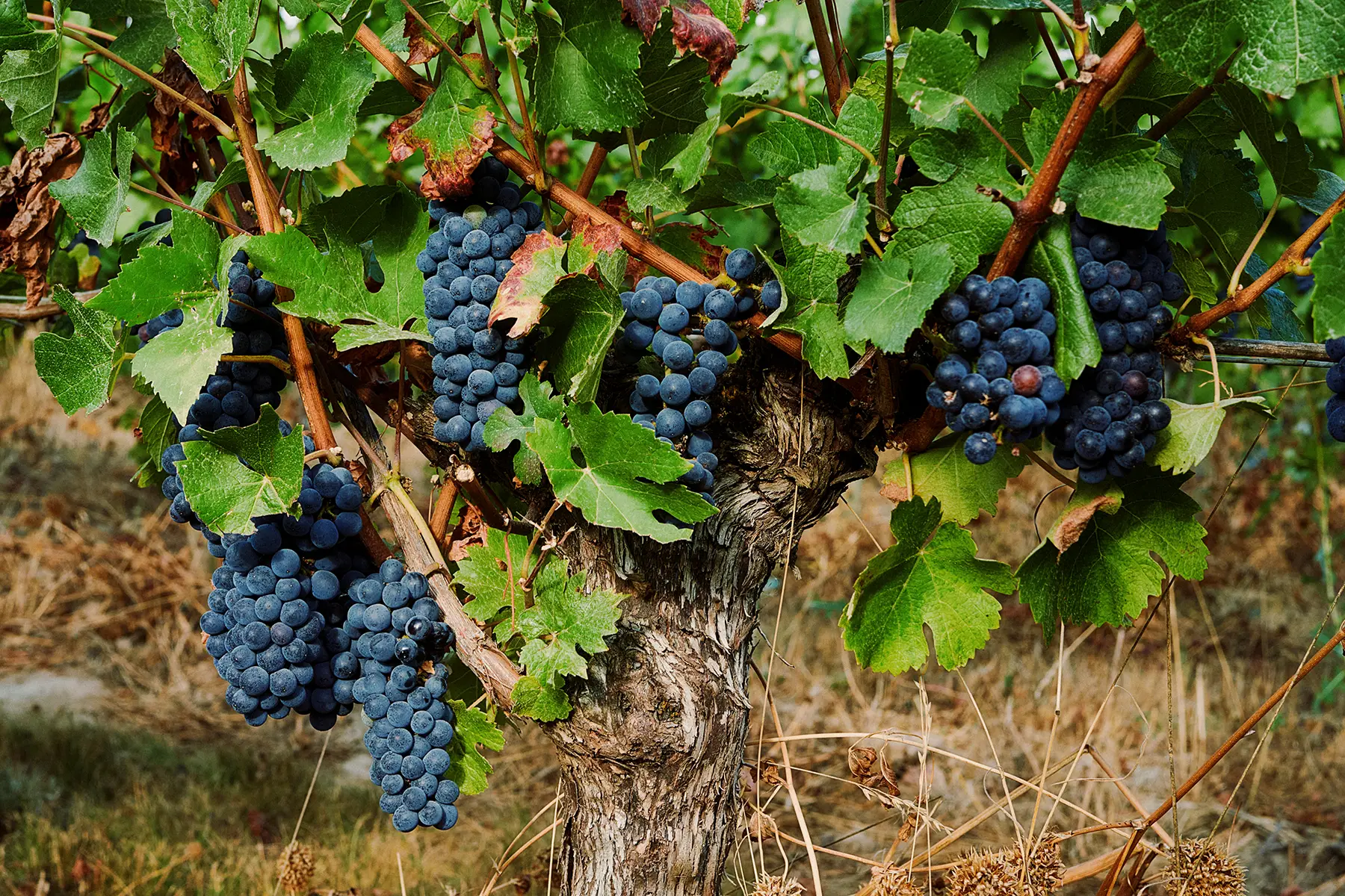 Intentional Design. Elevated Lifestyle